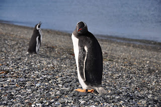 Magellanic penguin