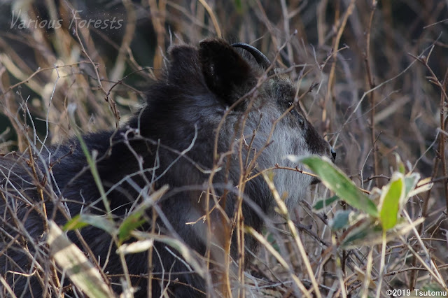 Japanese Serow