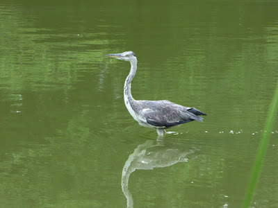 花博記念公園鶴見緑地 日本庭園 アオサギ