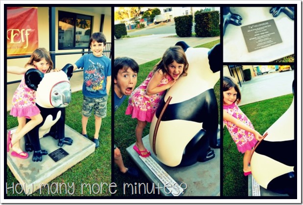 Hello Koalas! in Port Macquarie | How Many More MInutes?