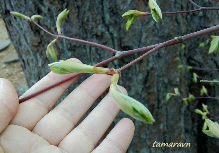 Клён ложнозибольдов (Acer pseudosieboldianum)