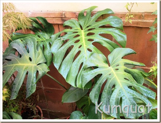 monstera 3