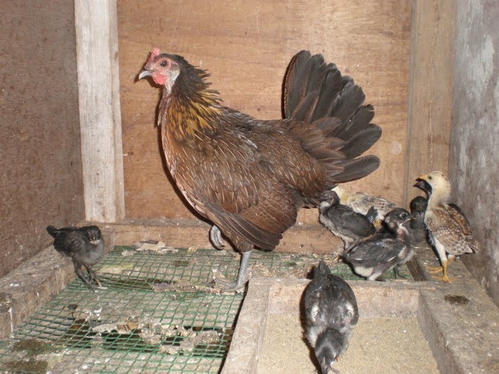 Penternakan Ayam  Kampung November 2011