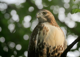 Tompkins Square red-tailed hawk fledgling