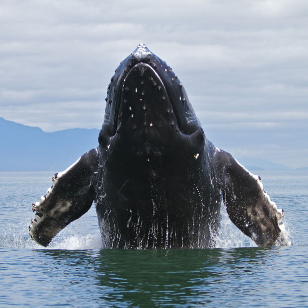 A humpback whale (Megaptera novaeangliae) breaches in Frederick Sound