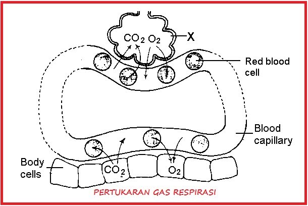 Difusi dan Respirasi ~ Kang Biology