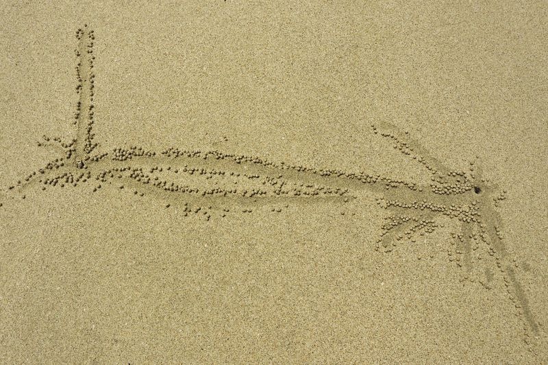 sand-bubbler-crab-7
