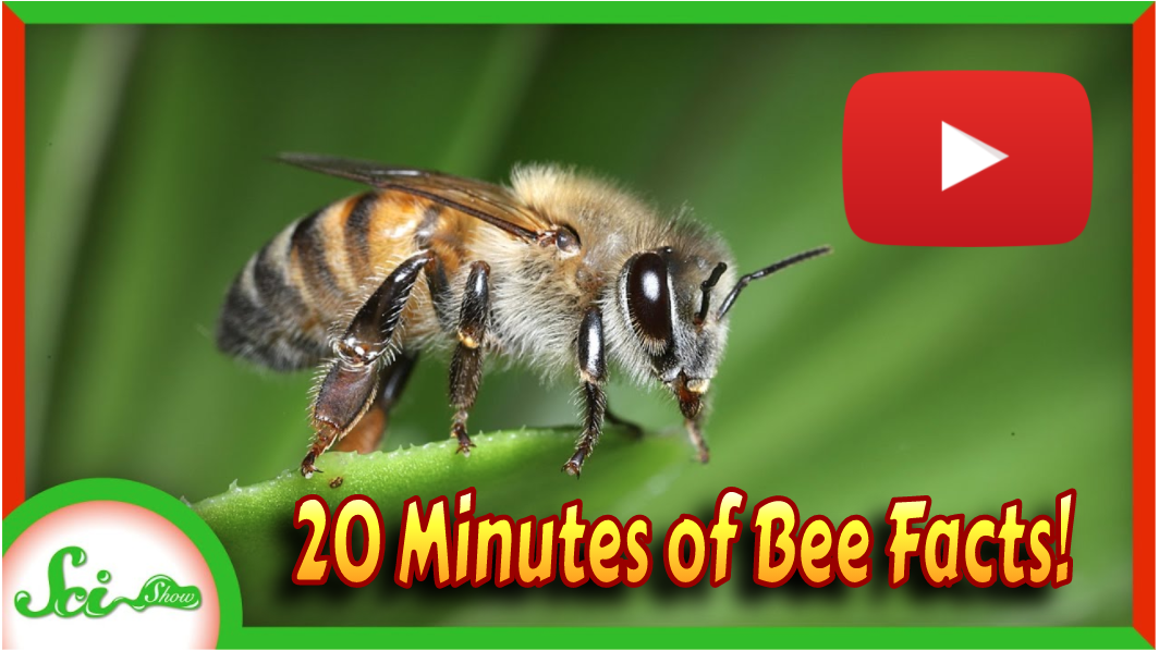 Yay the Bees are back!