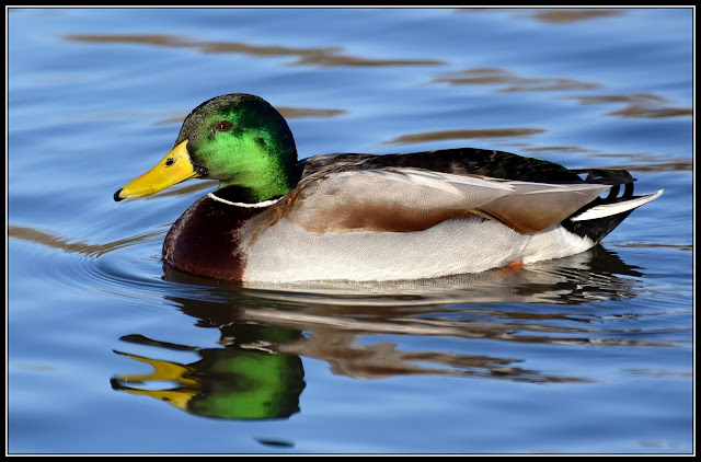 Mallard