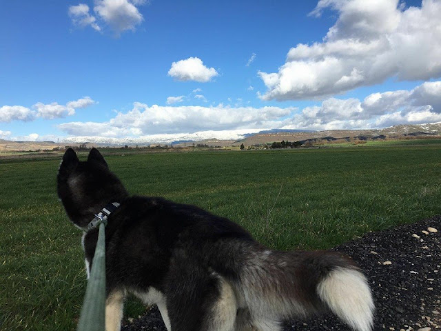 Perro en Las Merindades