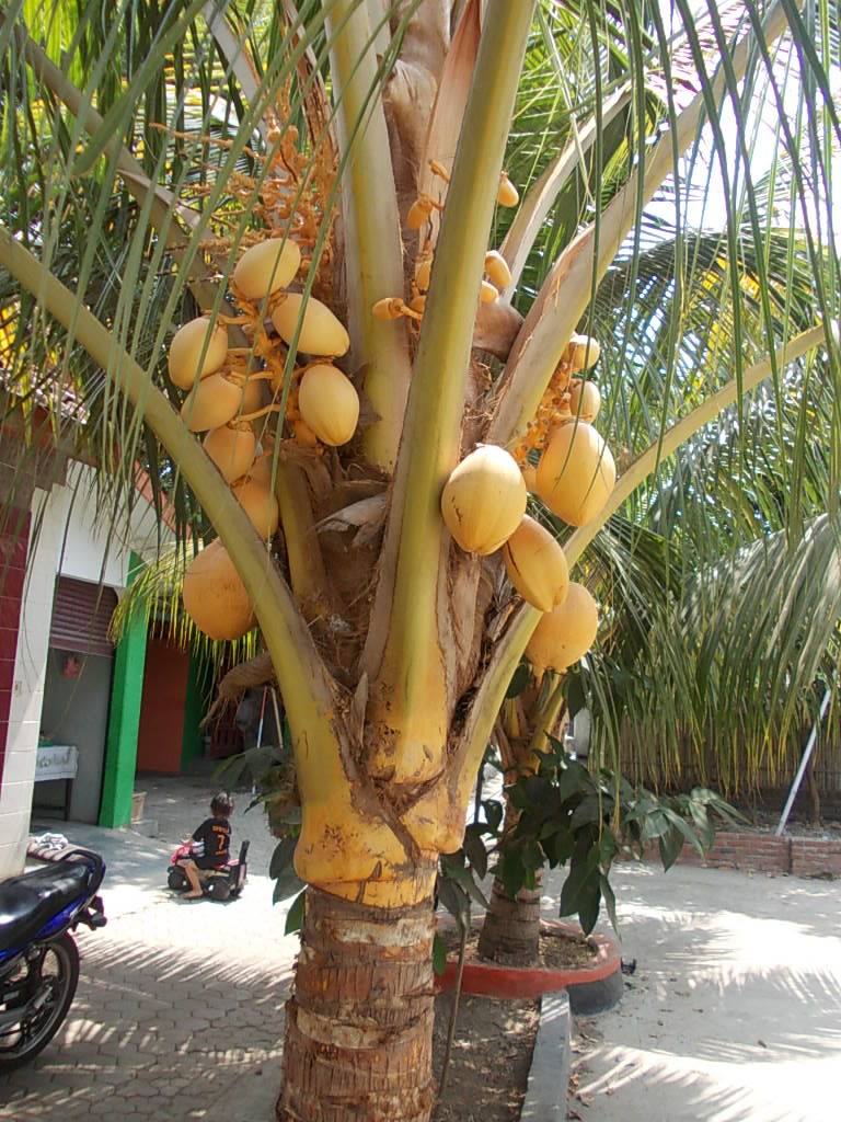 POHON KELAPA JASA TAMAN  TUKANG RUMPUT KOLAM  HIAS 