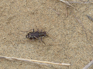 Cicindela tranquebarica - Cicindèle à ligne oblique