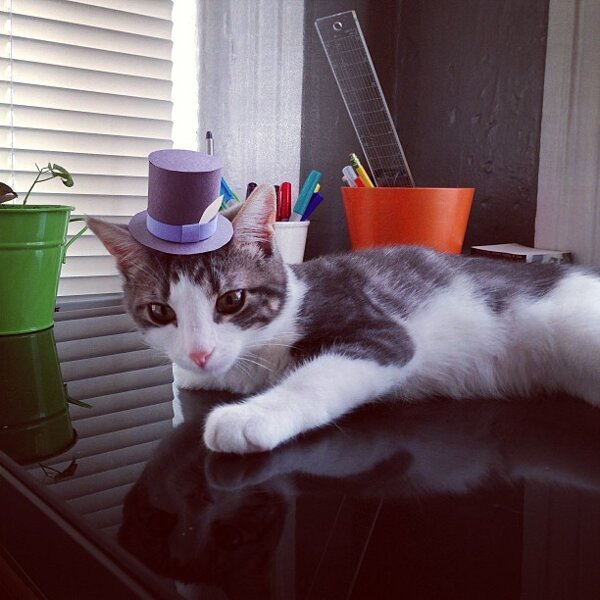 Kitty wears tiny hats (15 pics), tiny hats on cats, cute cats, kitten pics, cute kittens