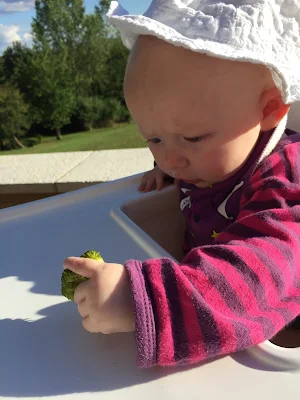 A nearly 6 month old baby in a white highchair, striped babygrow and white hat holding a piece of broccoli and considering it