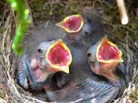 dark-eyed junco nest