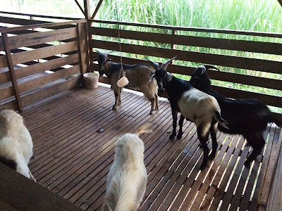 kambing akikah