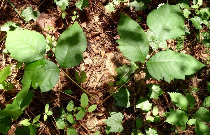 poison ivy vine. poison ivy vine. this poison