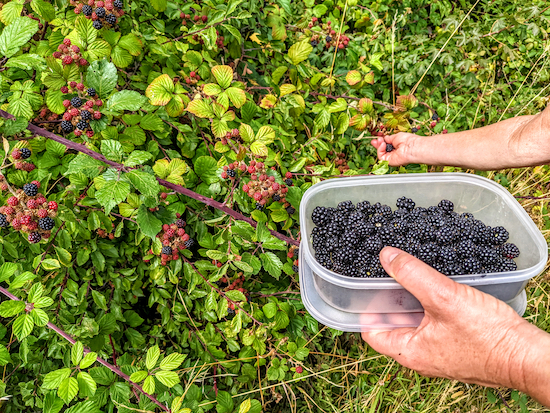 Blackberries between points 14 & 15