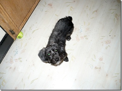 Sadie11-20-10a