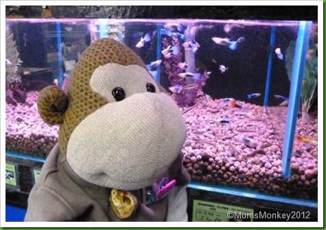 guppies