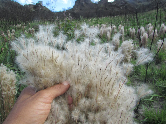 identificação-capim-colchão-andropogon-leucostachyus-plantas-ornamentais-nativas