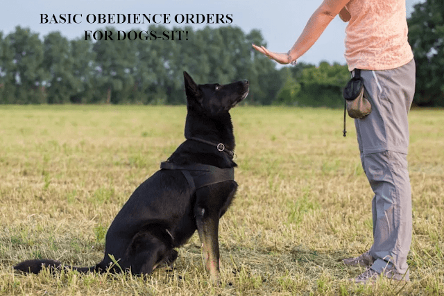 dog obedience training cost, dog obedience training near me, dog obedience training tips, dog training basic obedience lesson plan, dog training commands list, dog training commands list pdf, dog training techniques, obedience training for dogs, obedience training for puppies, what are the 7 basic dog commands,