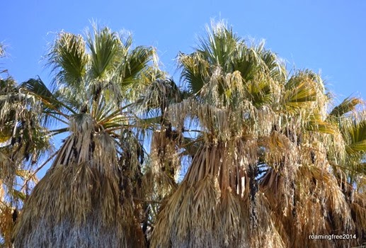Tall Palms