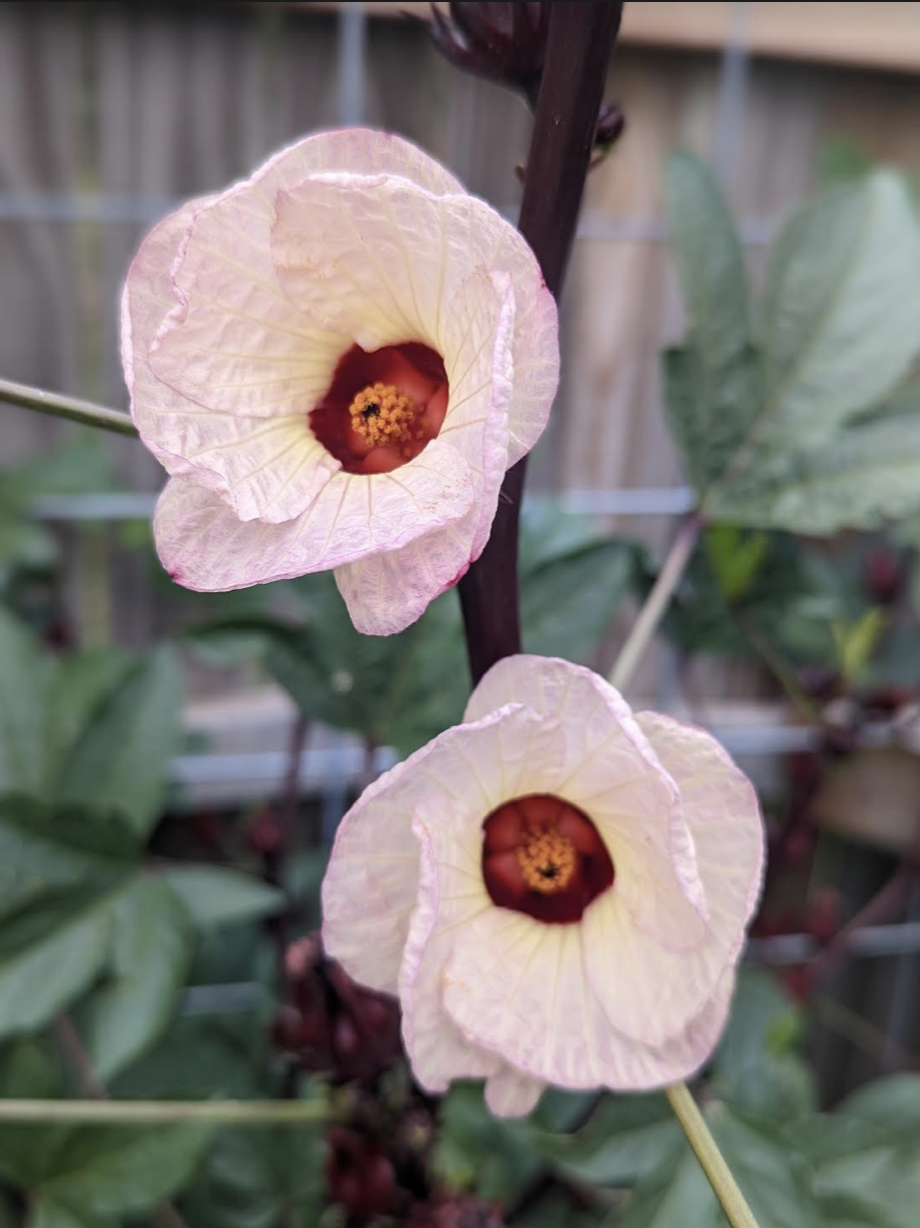 Hibiscus Flowers-5Lb-Bulk Hibiscus Tea Flowers-Bulk-Sweet Pea Spice
