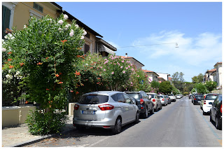 Kwitnące drzewka na ulicach Viareggio - ekskluzywny kurort nad Morzem Tyrreńskim