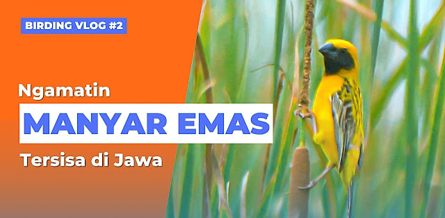 Burung manyar emas jantan