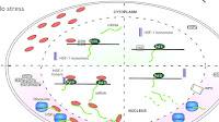 From Gene To Protein Transcription And Translation