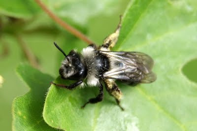 Roodbuikje - - Andrena ventralis