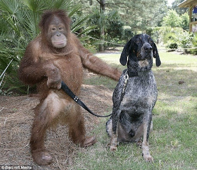 Unusual animal friendship pictures Seen On www.coolpicturegallery.net