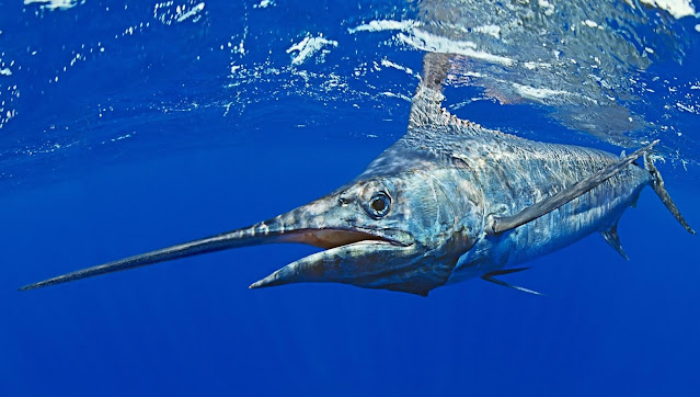 Nigerian Man Catches, Eats Blue Marlin Fish Worth $2.6 Million In Warri