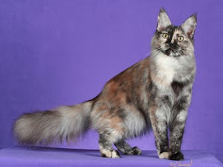 turkish angora information pet cats photo