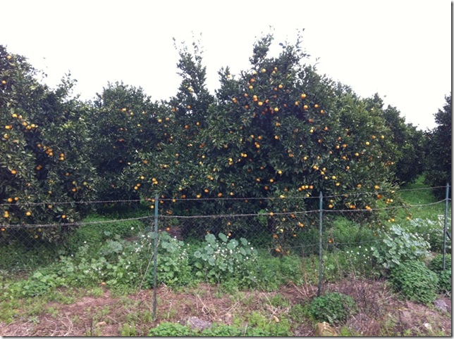 Photo 29-11-11 09 49 02