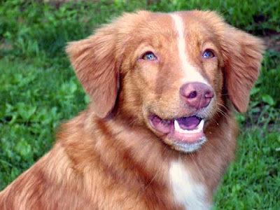 Nova Scotia Duck Tolling Retriever Breed