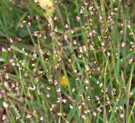 Quaking grass, Briza media, in the conservation field, High Elms Country Park, 29 May 2011.