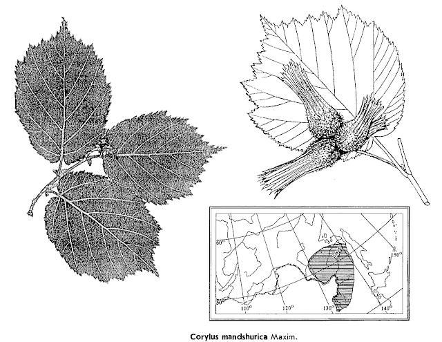 Лещина маньчжурская (Corylus mandshurica, =Corylus sieboldiana var. mandshurica)