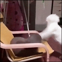Funny Cat GIF • 2 cats fighting in a funny way! Slapping machines in action haha
