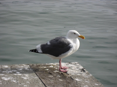 Sea Gull