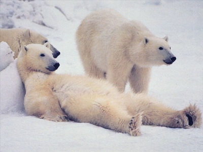 Polar bears