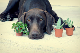 xenobiophilia, sukkulenten, pflanzen, propagation, vermehren, plants, succulents, xeno, dog, hund, lifestyleblog, blogger