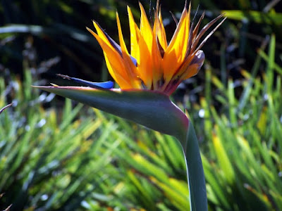 After many years of wondering, researchers were finally able to determine the source of the bird-of-paradise plant's orange pigment. It does not fit evolutionary expectations.