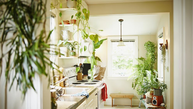 Decorar interior del hogar con plantas