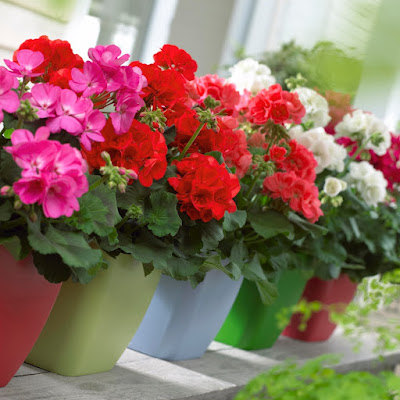 Dùng chậu nhựa trồng hoa cho sân vườn nhà bạn