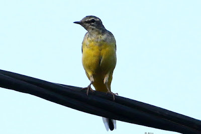 "A Grey Wagtail (Motacilla cinerea) perches on a cable above a running stream,scratchin itself and displaying its unique grey plumage and graceful posture."
