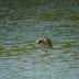 Flagged Black Tailed Godwit