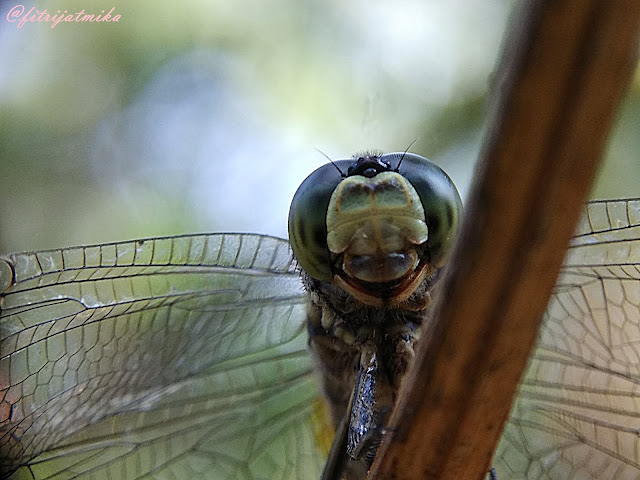 Orthetrum+sabina+slender+skimmer