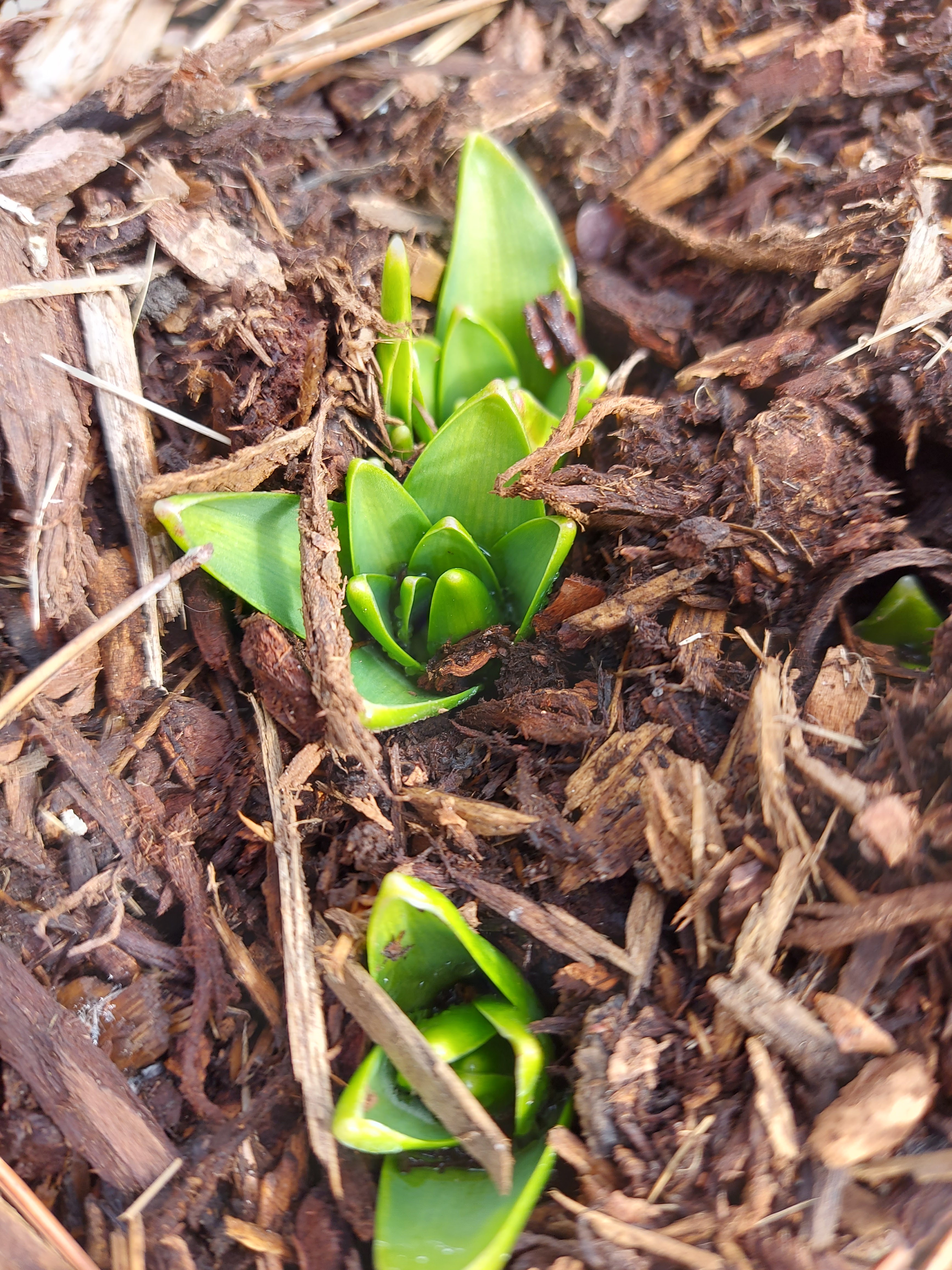 Early #tulips spring plants sprung!